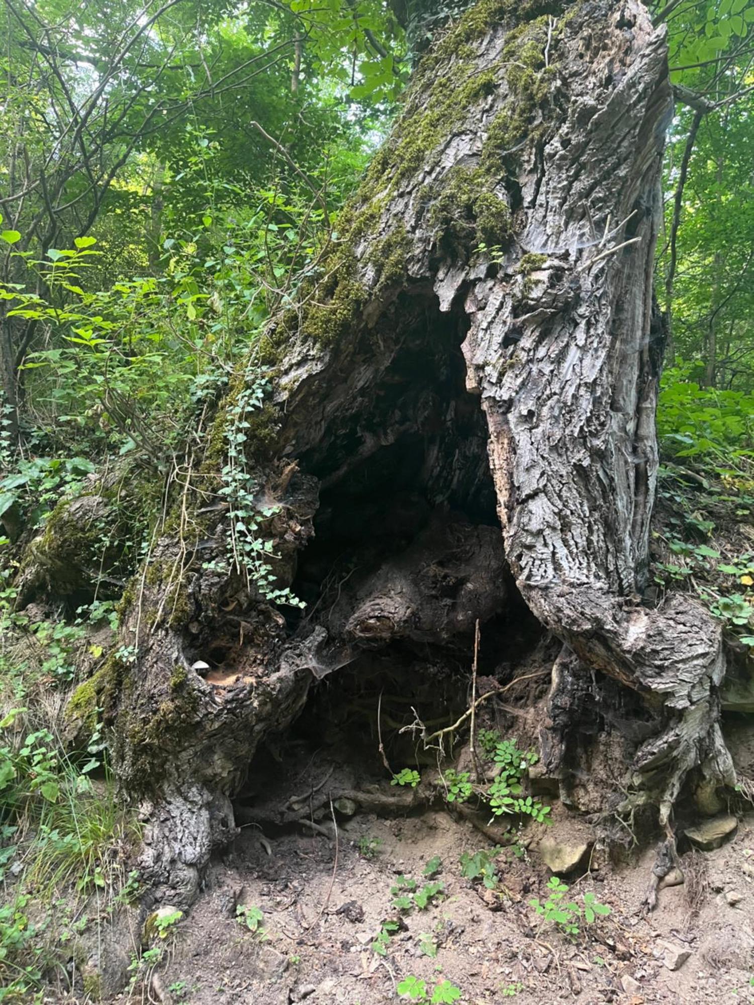 Verta House Tryavna Dış mekan fotoğraf