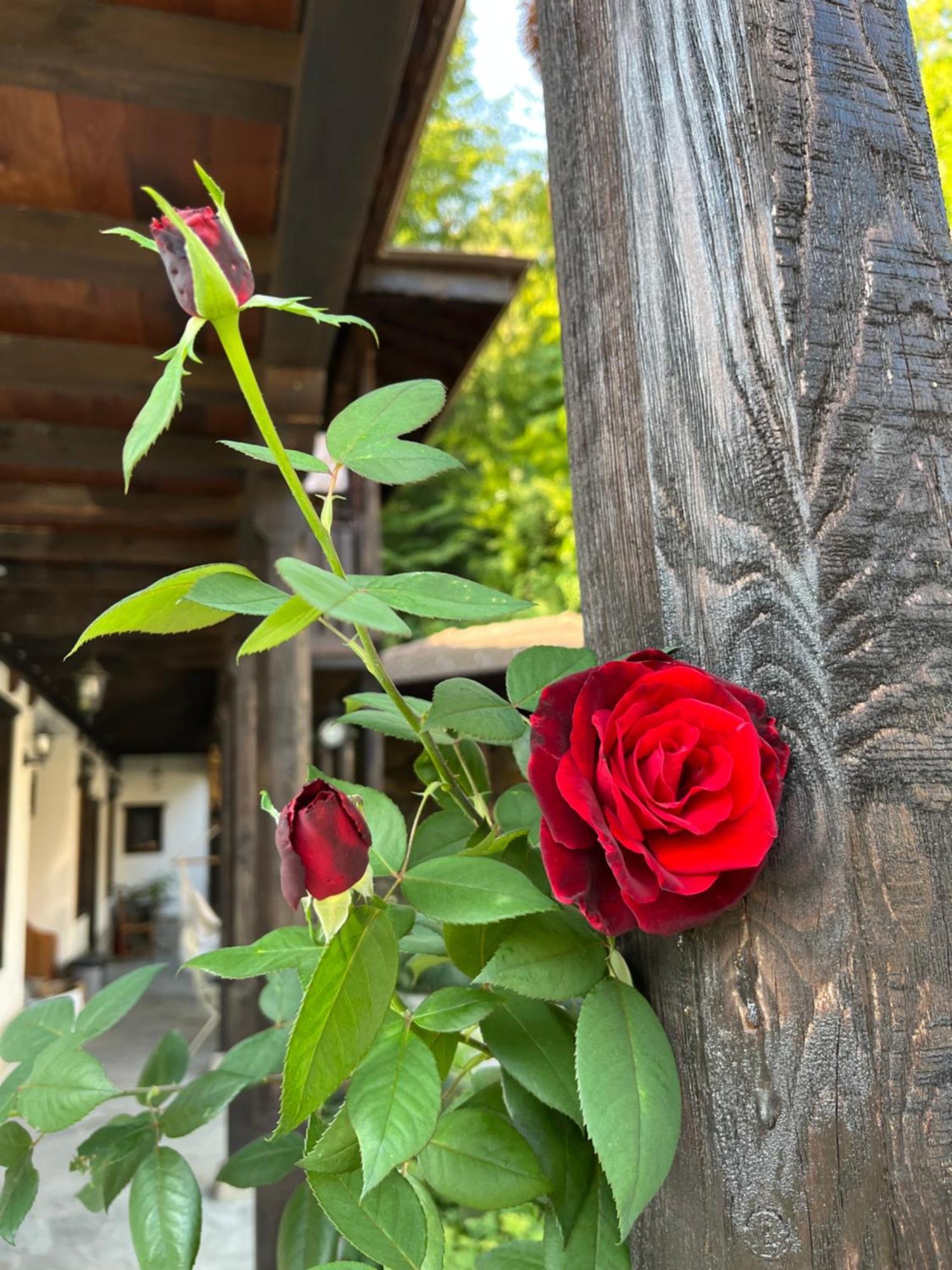Verta House Tryavna Dış mekan fotoğraf